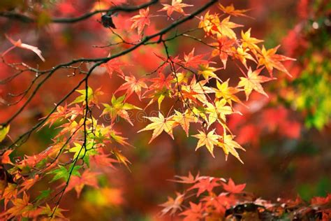 京都 紅葉 12月 - 紅葉の季節が終わり、冬の訪れを感じる