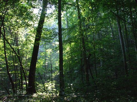 The Yellowwood Forest: A Breathtaking Escape into Ancient Wonder and Nature's Embrace!